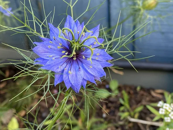 Foto Flor Nigella Damascena Amor Uma Névoa Senhora Esfarrapada Diabo — Fotografia de Stock