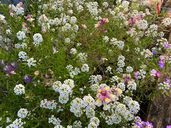 Kuva Kukka Matto Lumikki Alyssum Tai Lobularia Maritima Vuotuinen Kukkiva — kuvapankkivalokuva