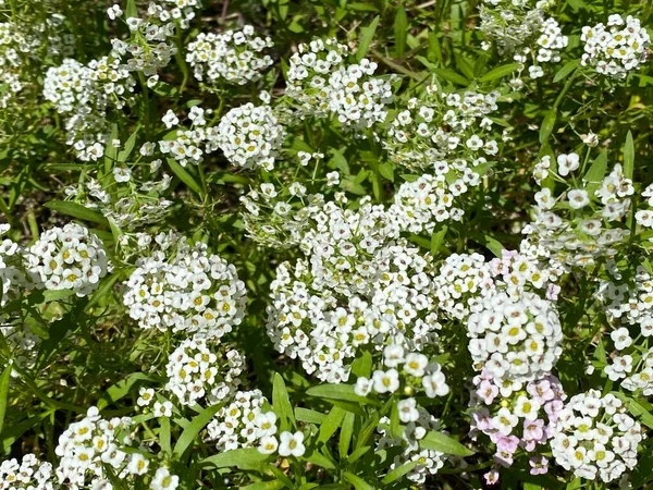 Kuva Kukka Matto Lumikki Alyssum Tai Lobularia Maritima Vuotuinen Kukkiva — kuvapankkivalokuva