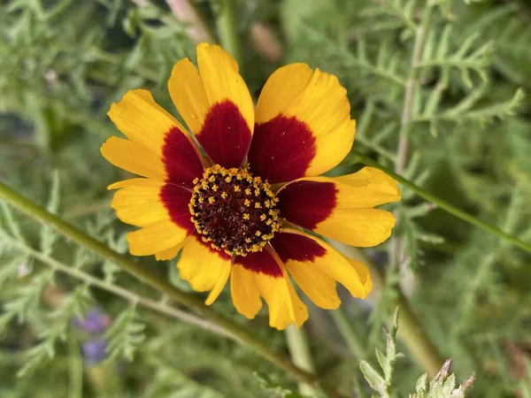 Photo Flower Coreopsis Verticillata Zagreb Genus Flowing Plants Family Asteraceae — стокове фото