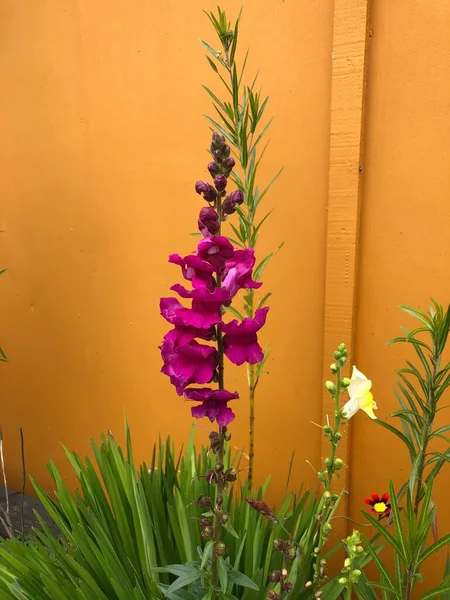 Foto Flor Delphinium Género Plantas Con Flores Perennes Familia Ranunculaceae — Foto de Stock