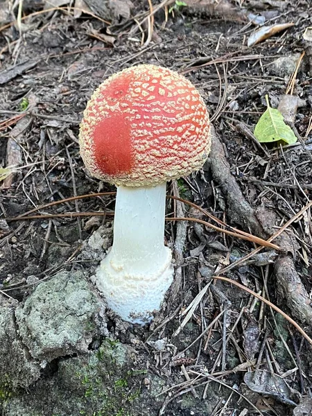 Foto Planta Amanita Muscaria Vulgarmente Conhecida Como Mosca Agárica Mosca — Fotografia de Stock