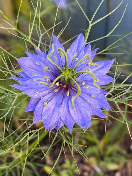 Kuva Kukka Nigella Damascena Rakkaus Sumu Repaleinen Nainen Tai Paholainen — kuvapankkivalokuva