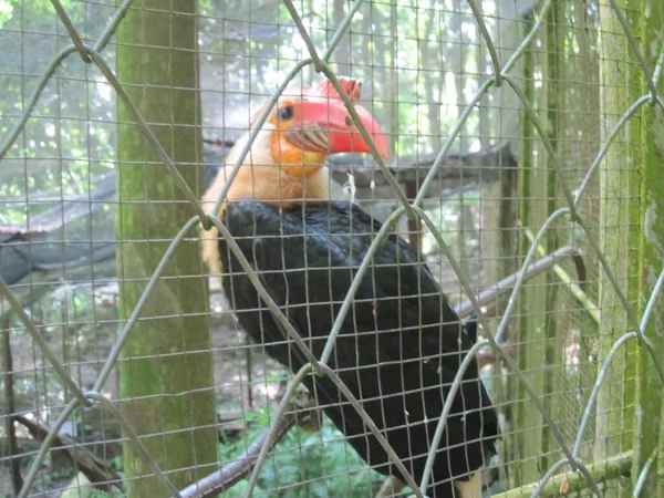 Bild Den Rufsiga Hornnäbben Buceros Hydrocorax Även Känd Som Den — Stockfoto