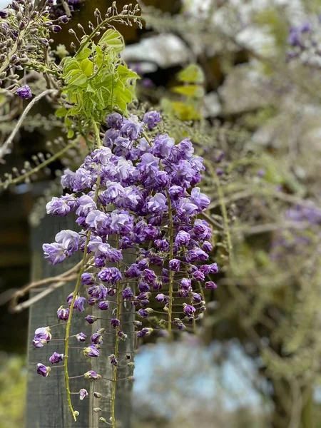 Kuva Kukka Wisteria Ametisti Tai Kiinan Wisteria 30Cm Pitkä Racemes — kuvapankkivalokuva