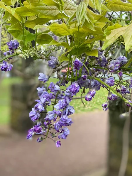 Kuva Kukka Wisteria Ametisti Tai Kiinan Wisteria 30Cm Pitkä Racemes — kuvapankkivalokuva