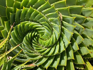 Bir Aloe polifilla ya da spiral Aloe 'nin fotoğrafı, çarpıcı derecede simetrik, beş köşeli sarmal büyüme alışkanlığıyla bilinen, kentsel bir ev bahçesinde büyüyen her daim yeşil sulu bir karışım.. 