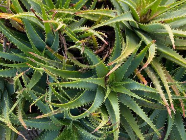 Bitkinin fotoğrafı, Aloe Arborescens. Aloe cinsinin küçük kolonilerini oluşturan dayanıklı, sulu bir bitki türü. Daimi yeşil bir bitki..