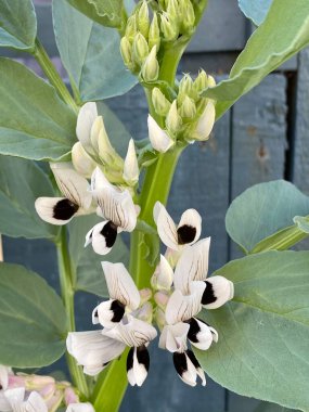 Vicia faba, faba fasulyesi, fava fasülyesi, at fasulyesi ya da geniş fasulye, bezelye ve fasulye familyasından bir çiçek türü olan Fabaceae 'nin şehir bahçesinde yetişen fotoğrafı..