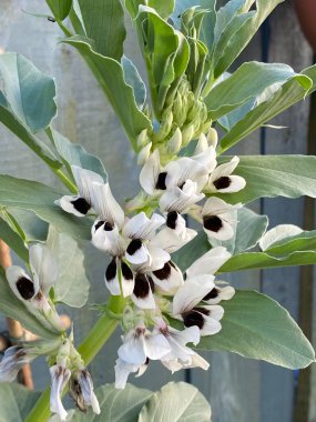 Vicia faba, faba fasulyesi, fava fasülyesi, at fasulyesi ya da geniş fasulye, bezelye ve fasulye familyasından bir çiçek türü olan Fabaceae 'nin şehir bahçesinde yetişen fotoğrafı..