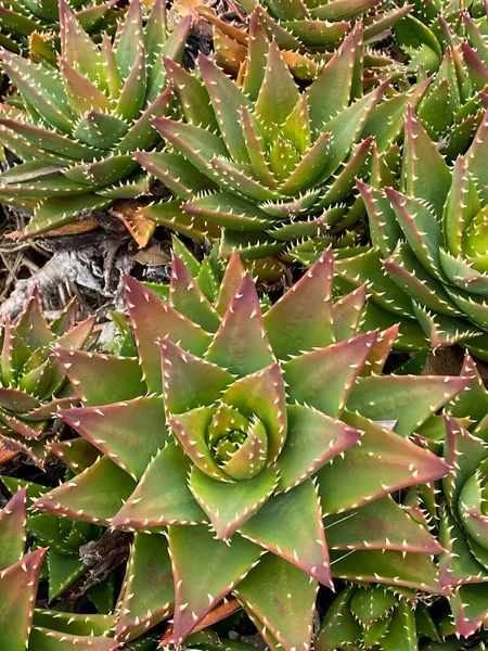 Zdjęcie Rośliny Aloe Perfoliata Lub Aloe Mitriformis Wytrzymały Soczysty Gatunek — Zdjęcie stockowe
