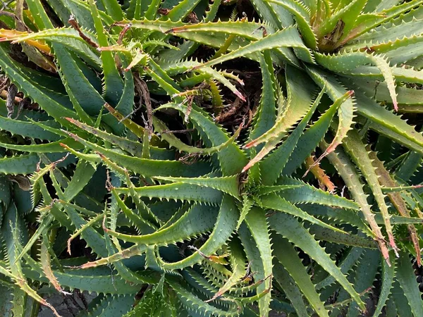 Φωτογραφία Του Φυτού Aloe Arborescens Ένα Εύρωστο Ζουμερό Φυτό Που — Φωτογραφία Αρχείου