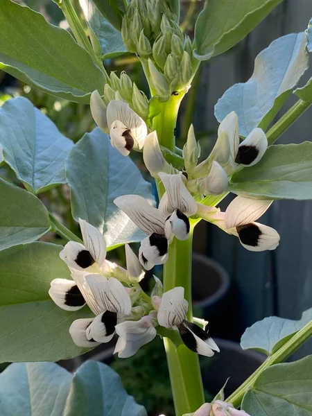 Vicia faba, faba fasulyesi, fava fasülyesi, at fasulyesi ya da geniş fasulye, bezelye ve fasulye familyasından bir çiçek türü olan Fabaceae 'nin şehir bahçesinde yetişen fotoğrafı..