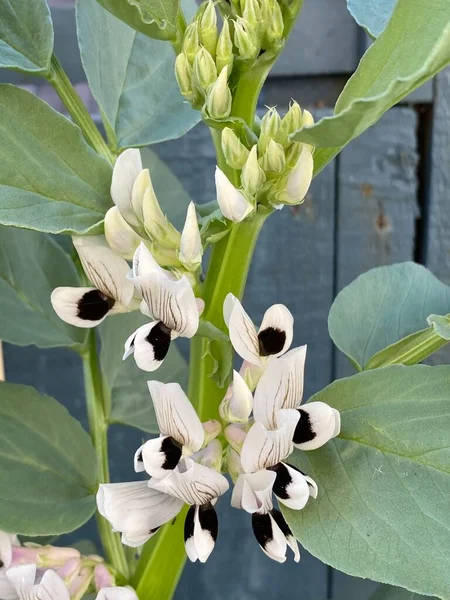 Vicia faba, faba fasulyesi, fava fasülyesi, at fasulyesi ya da geniş fasulye, bezelye ve fasulye familyasından bir çiçek türü olan Fabaceae 'nin şehir bahçesinde yetişen fotoğrafı..