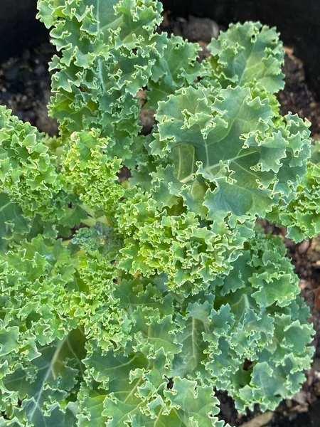 Photo Plant Curly Kale Borecole Form Kale Plant Brassica Oleracea — Stock Photo, Image