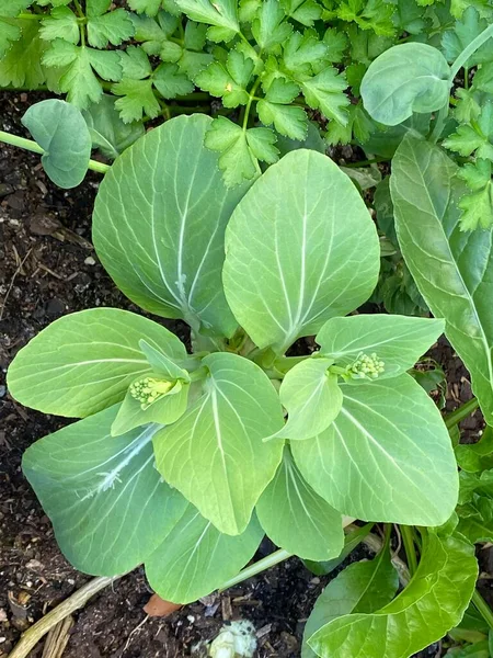 Kuva Kukka Brassica Rapa Chinensis Bok Choy Pak Choi Tai — kuvapankkivalokuva