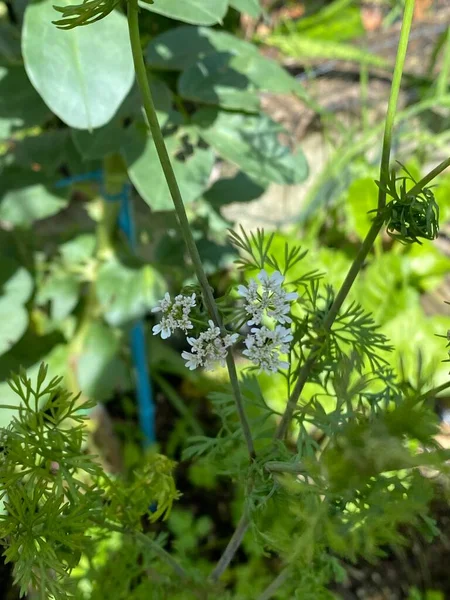 Foto Blomman Koriander Coriandrum Sativum Kinesisk Persilja Dhania Eller Koriander — Stockfoto