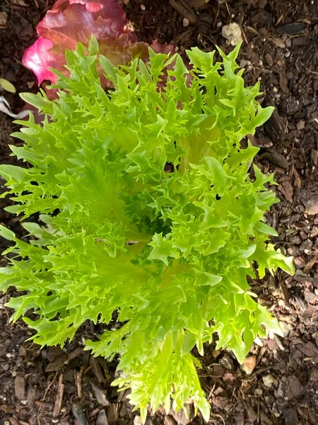 Kuva Kasvi Salaatti Frisby Tai Lactuca Sativa Frisby Kirkkaan Vihreä — kuvapankkivalokuva