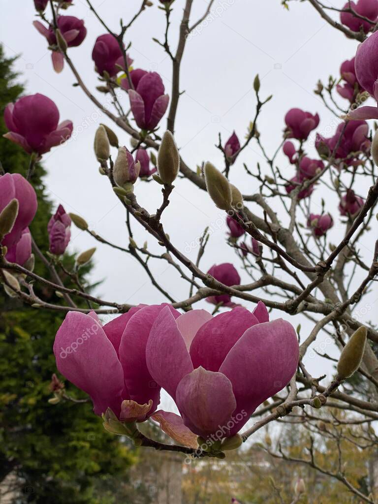 Photo of the flower of Magnolia Serene, a large genus of Magnolia flowering plant species in the subfamily magnolioideae of the family magnoliaceae.