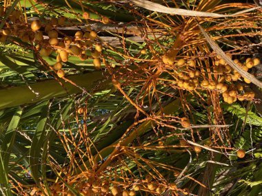 Meyve fotoğrafı. Bitki, Phoenix kanaryası. Kanarya adası palmiyesi olarak da bilinir.. 