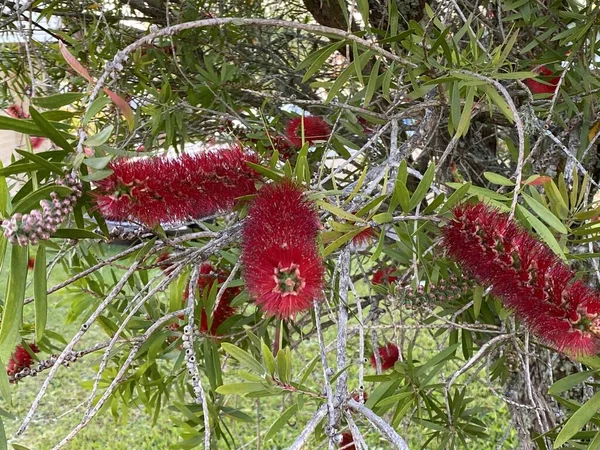 Φωτογραφία Από Ένα Λουλούδι Της Melaleuca Citrina Επίσης Γνωστή Κοινή — Φωτογραφία Αρχείου