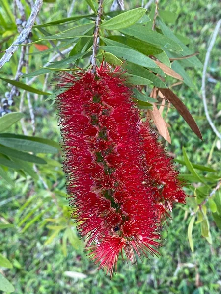 Φωτογραφία Από Ένα Λουλούδι Της Melaleuca Citrina Επίσης Γνωστή Κοινή — Φωτογραφία Αρχείου