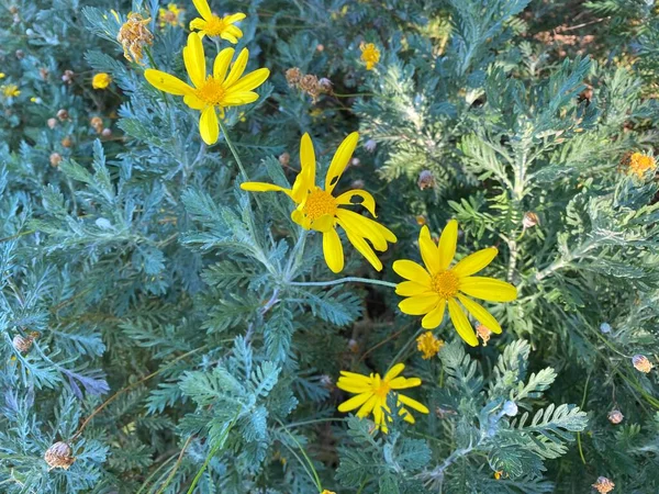 Photo Virides Flower Euryops Pectinatus Grey Leaved Euryops Species Flowering — Stock Photo, Image