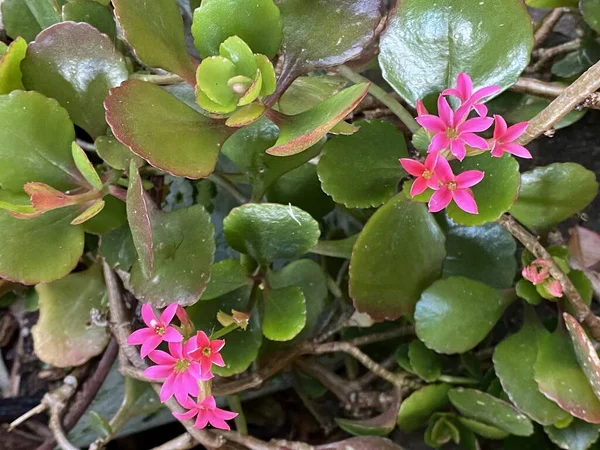 Photo Fleur Kalanchoe Blossfeldiana Fleuriste Kalanchoe Madagascar Widow Thrill Christmas — Photo