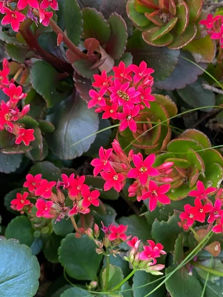 Foto Van Bloem Kalanchoë Blossfeldiana Bloemist Kalanchoe Madagaskar Weduwe Sensatie — Stockfoto