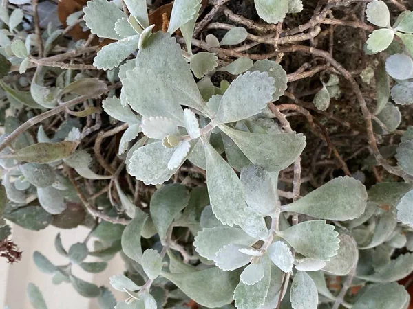 Fénykép Növény Kalanchoe Pumila Pék Vagy Kalanchoe Silver Gray Zamatos — Stock Fotó