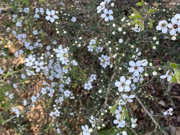 Zdjecie Kwiatu Leptospermum Scoparium Manuka Manuka Myrtle Nowa Zelandia Teatree — Zdjęcie stockowe