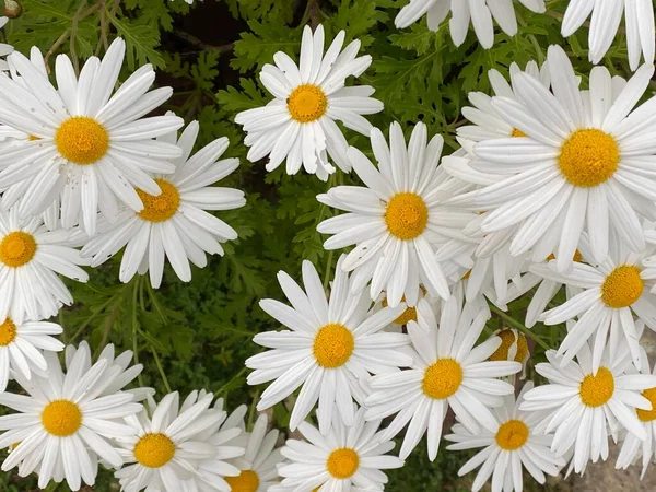 Leucanthemum Vulgare Çiçeğinin Fotoğrafı Yaygın Olarak Öküz Gözü Papatyası Öküz — Stok fotoğraf