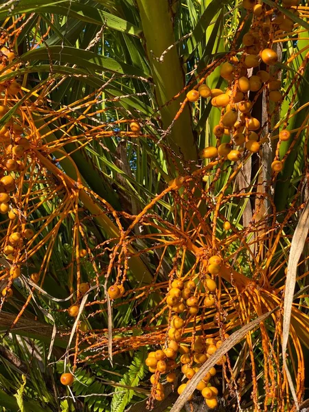 Foto Fruto Planta Phoenix Canariensis También Conocida Como Palmera Datilera — Foto de Stock