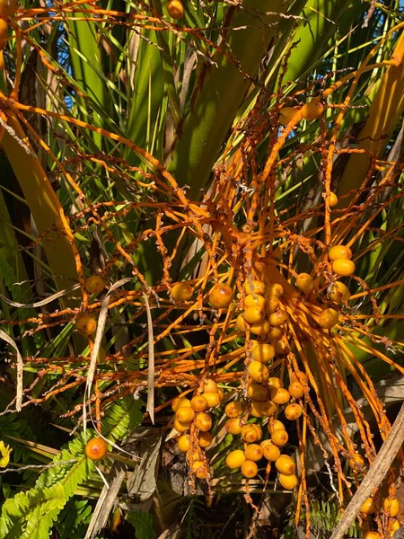 Foto Frukt Växten Phoenix Canariensis Även Känd Som Canary Island — Stockfoto