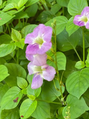 Çin menekşesi, Ganj çuha çiçeği ya da Filipin menekşesi, koromandel, sürünen yüksük otu ya da Acanthaceae familyasından bir bitki türü olan Asystasia gangetica 'nın fotoğrafı.
