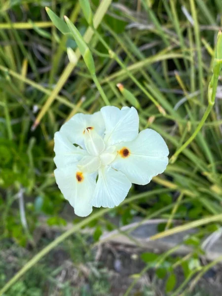 Foto Blomman Afrikansk Lilja Fjorton Dagar Lily Peacock Flower Gul — Stockfoto