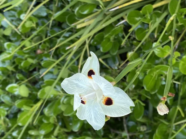 Kuva Kukka Afrikkalainen Lilja Kaksi Viikkoa Lily Riikinkukko Kukka Keltainen — kuvapankkivalokuva