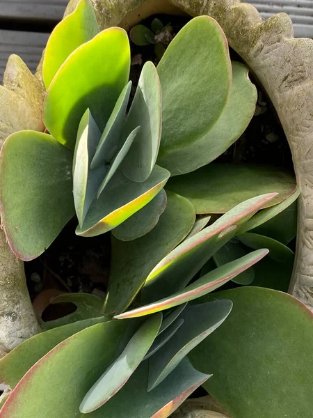 Foto Planta Suculenta Orelhas Porco Varkiesblaar Orelha Porco Orbiculata Cotyledon — Fotografia de Stock