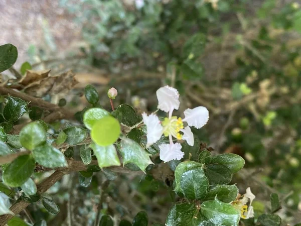 Zdjęcie Kwiatem Singapurze Holly Miniatura Holly Azotacaballo Dwarf Holly Lub — Zdjęcie stockowe