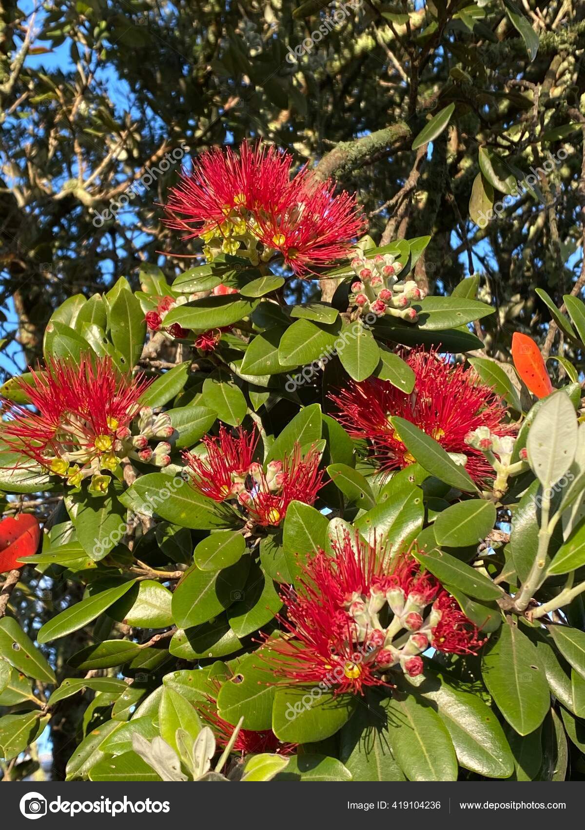 Photo Flower Metrosideros Excelsa Pohutukawa New Zealand Christmas Tree New  Stock Photo by ©patrimonio 419104236