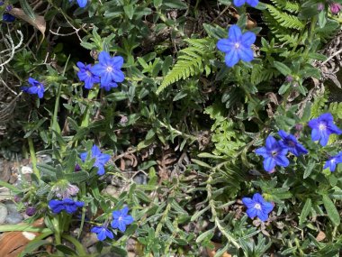 Glandora prostrata, çalılık Gromwell, sürünen Gromwell veya mor Gromwell 'in fotoğrafı Portekiz, İspanya ve Fransa' ya özgü bir tür Glandora..