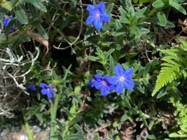 Glandora prostrata, çalılık Gromwell, sürünen Gromwell veya mor Gromwell 'in fotoğrafı Portekiz, İspanya ve Fransa' ya özgü bir tür Glandora..