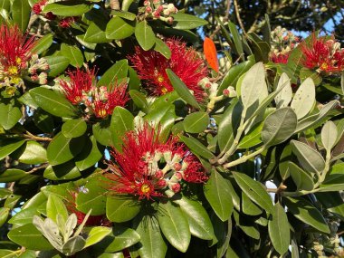 Metrosideros Excelsa, pohutukawa, Yeni Zelanda Noel ağacı, Yeni Zelanda Noel ağacı ya da demir ağacı, mersin familyasındaki ebedi kıyı ağacı, Yeni Zelanda 'ya özgü Myrtaceae ağacı fotoğrafı.