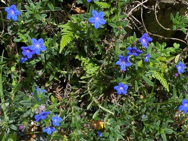 Foto Del Fiore Glandora Prostrata Gromwell Arbustivo Gromwell Strisciante Gromwell — Foto Stock