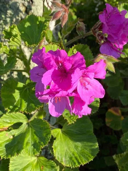 Photo Flower Horseshoe Geranium Common Pelargonium Horseshoe Stork Bill Pelargonium — Stock Photo, Image