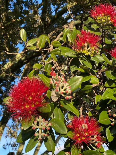 Photo Flower Metrosideros Excelsa Pohutukawa New Zealand Christmas Tree New — Stock Photo, Image