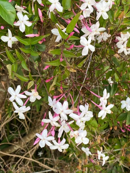 Foto Blomman Jasminum Officinale Vanlig Jasmin Sommarjasmin Poetjasmin Vit Jasmin — Stockfoto