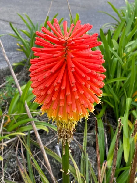 Φωτογραφία Του Άνθους Της Kniphofia Uvaria Ενός Είδους Ανθοφόρου Φυτού — Φωτογραφία Αρχείου