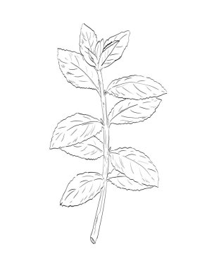 Nane ya da mentha piperita 'nın çizim stili çizimi, nanenin hibrit bir türü, nane ve nane aromalı ve siyah beyaz çizgi sanatında kullanılan baharat bitkisi karışımı..
