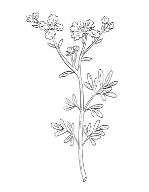 Ruta Graveolens, Rue, Rue, Common of Grace cinsinin eskiz stili çizimi, Ruta cinsinin izole edilmiş beyaz arka planda siyah beyaz çizgi sanatında kullanılan bir türüdür..